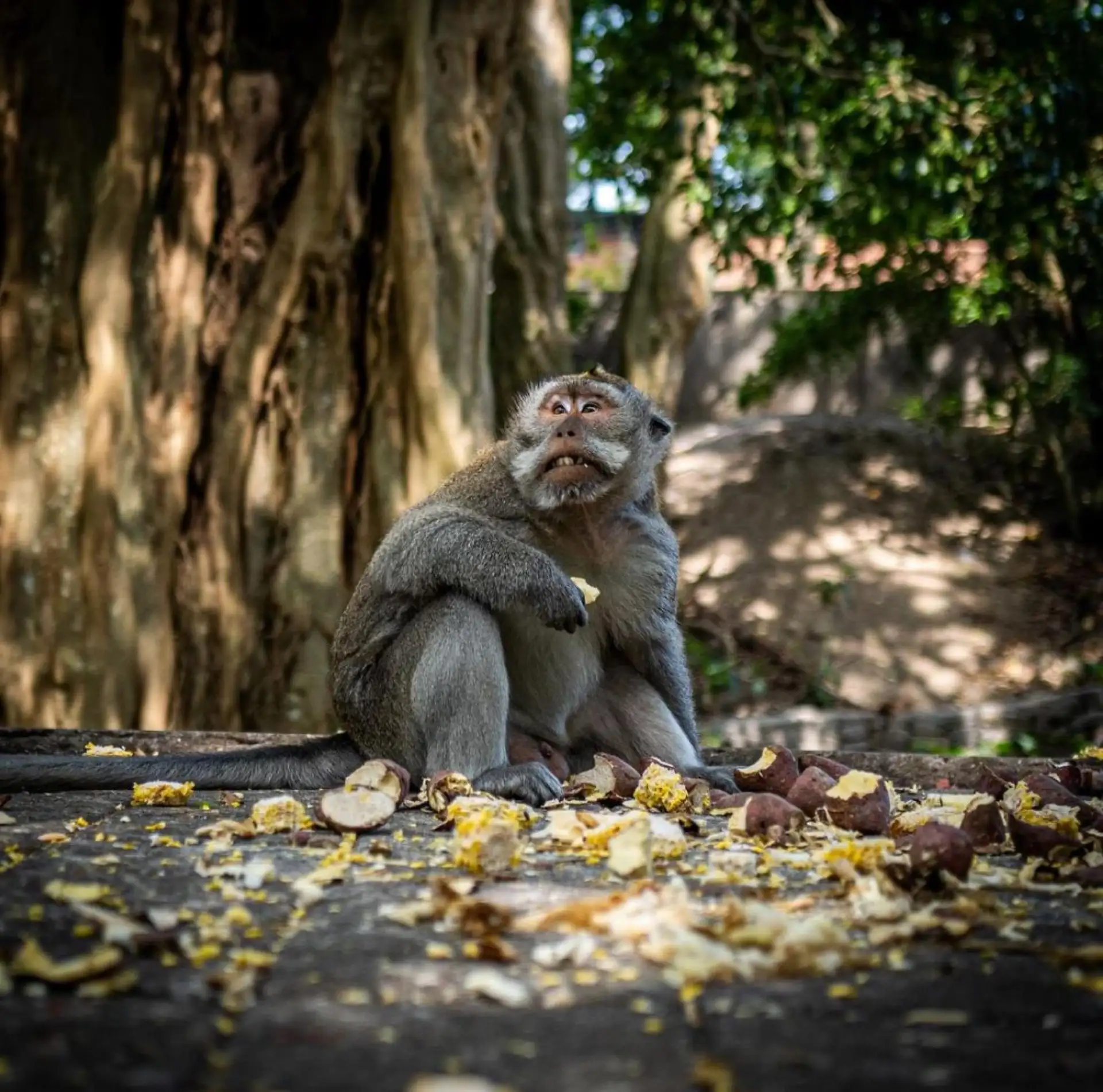 Ubud: Rice Terraces, Monkey Forest, & Waterfall Full-Day Tour.