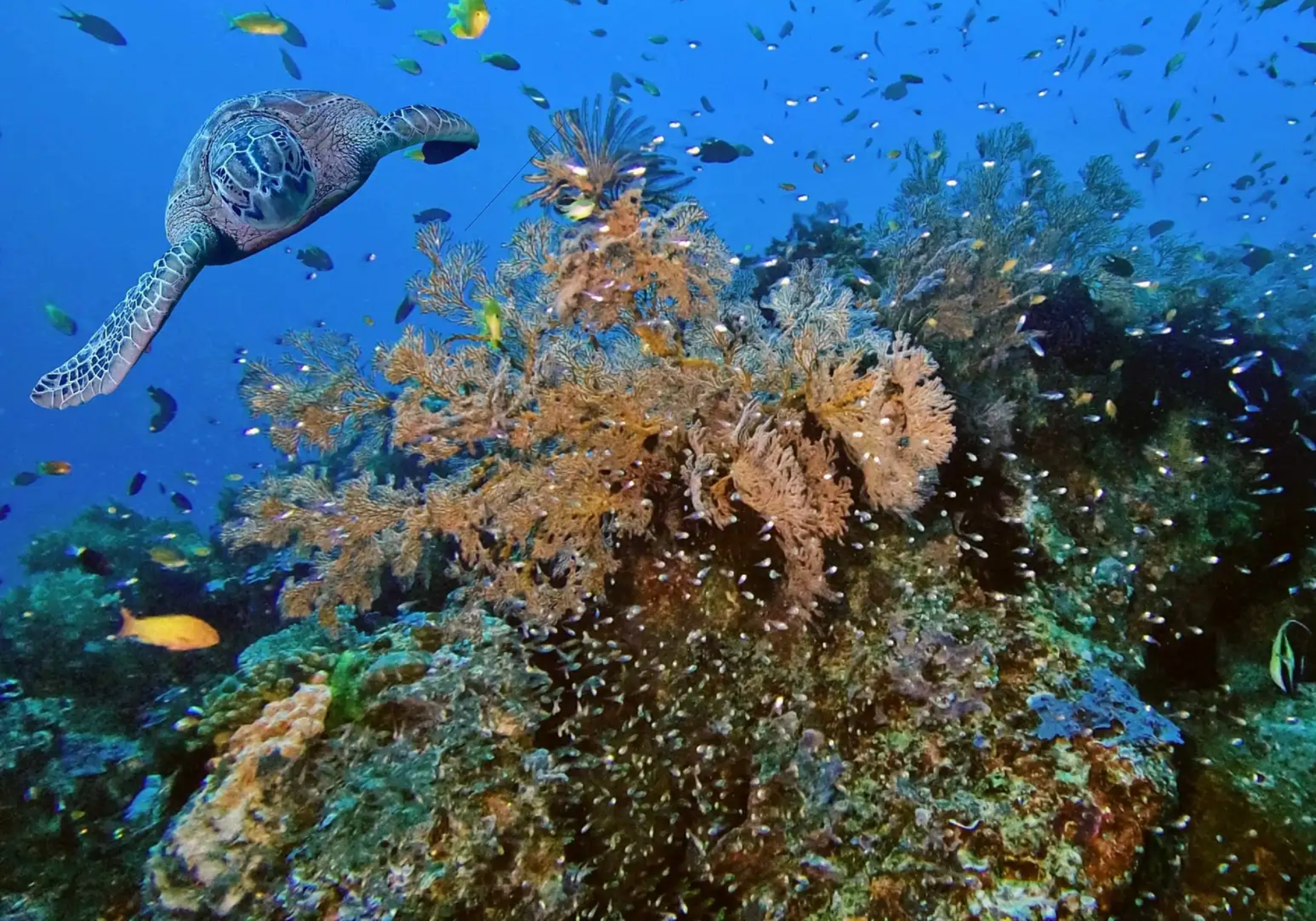 Bali/Nusa Penida: 3 Exciting Congratulations to Manta Point, Mola, and Coral Reef 2
