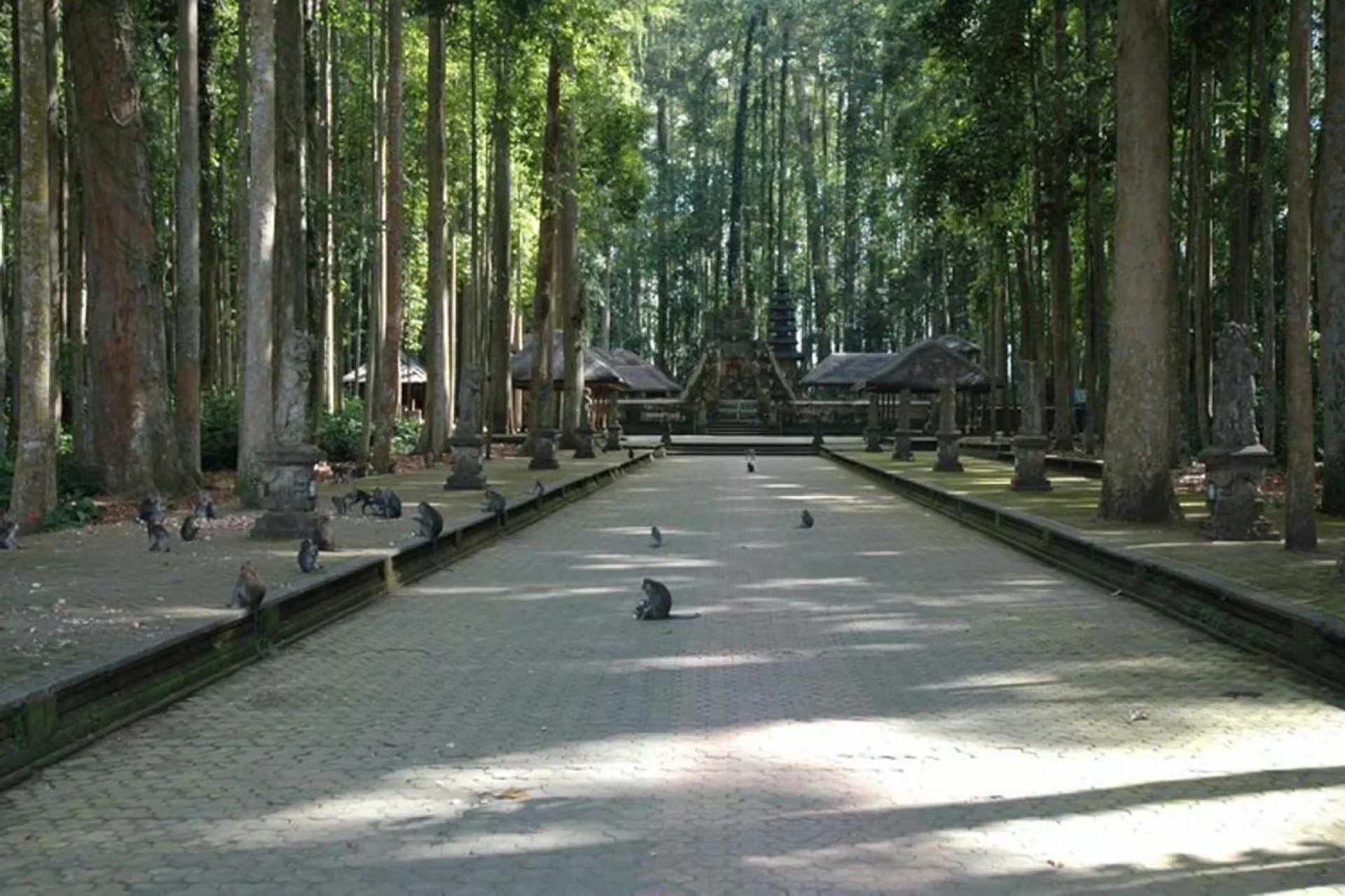 North Bali: Monkey Forest - Waterfall - Rice Terraces - Ulun Danu