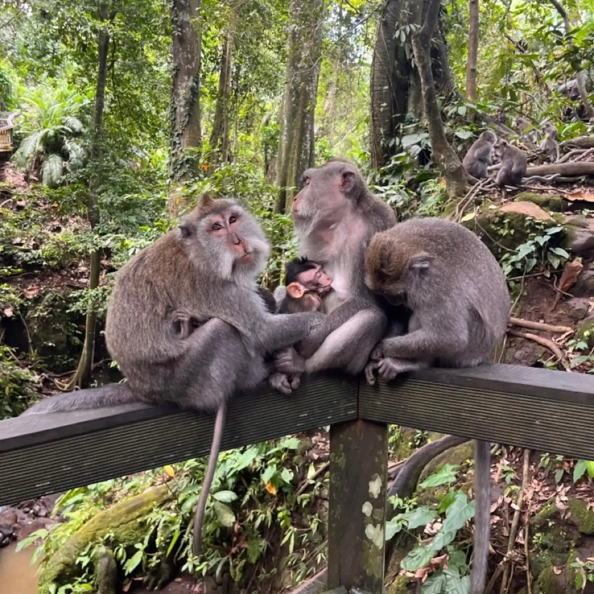 North Bali: Monkey Forest - Waterfall - Rice Terraces - Ulun Danu 3